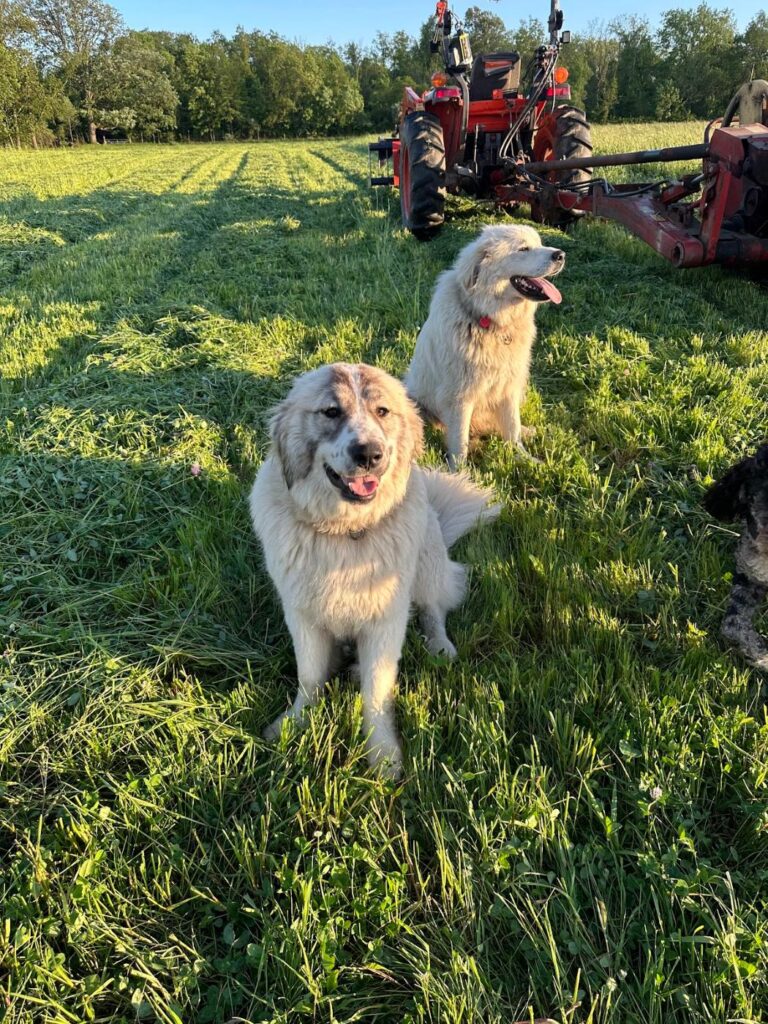 Two white livestock guardian dogs sitting in a freshly mowed hayfield with a red tractor behind them
