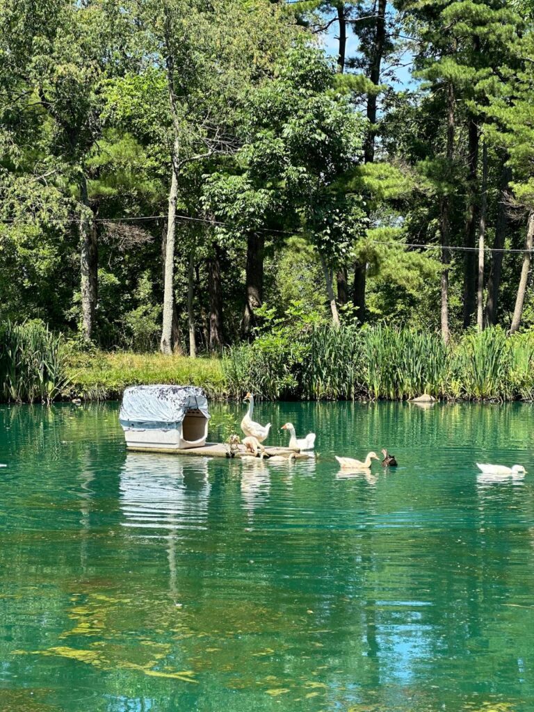 Ducks gathered around a floating duck house on a clear green farm pond ringed by pines